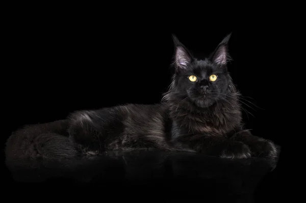 Beautiful Young Maine Coon Kitten Lying Black Background — 图库照片