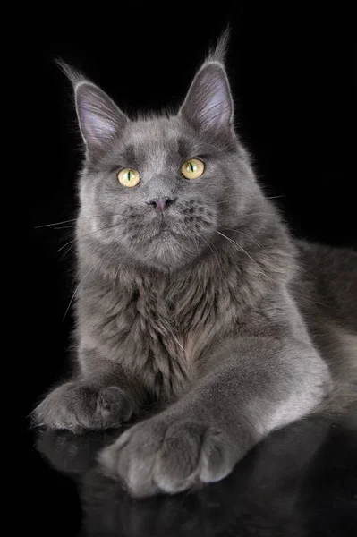 Beautiful Grey Maine Coon Cat Portrait Black Background — 图库照片