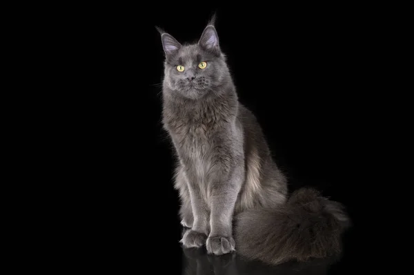 Beautiful Grey Maine Coon Cat Sitting Black Background — 图库照片