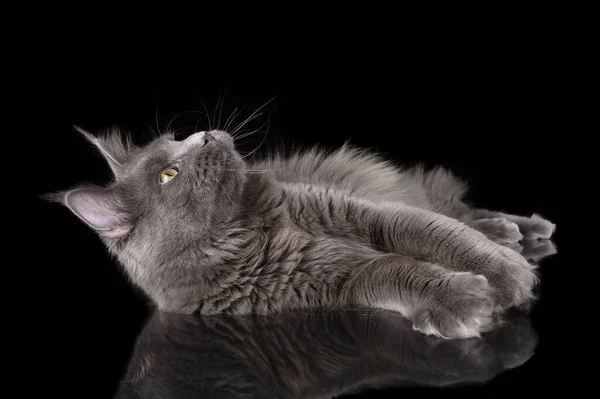 Graue Maine Coon Katze Auf Schwarzem Hintergrund Liegend — Stockfoto