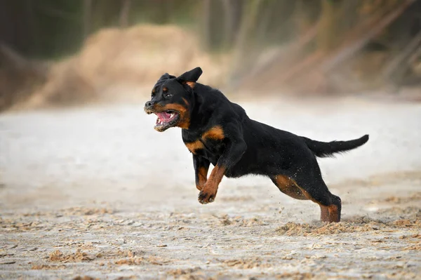 Happy Rottweiler Dog Running Beach — 图库照片