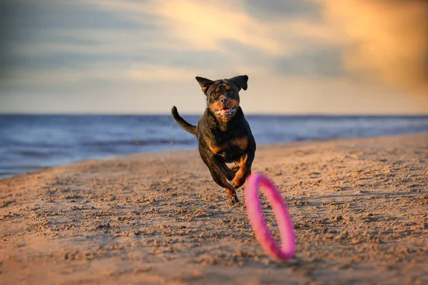 Mutlu Rottweiler köpeği gün batımında kumsalda bir oyuncakla oynuyor.