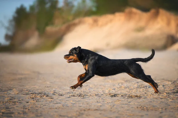 Young Rottweiler Dog Running Beach — стоковое фото