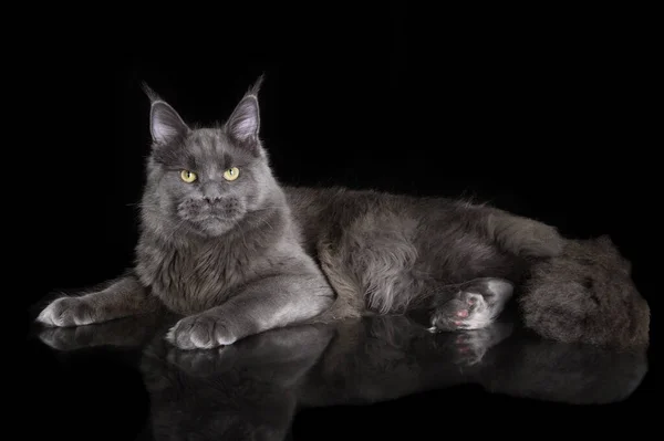 Grey Maine Coon Cat Lying Black Studio Background — 图库照片