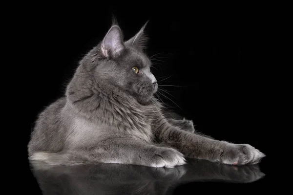 Красивый Портрет Кошки Мейн Кун Профиль Черном Фоне — стоковое фото