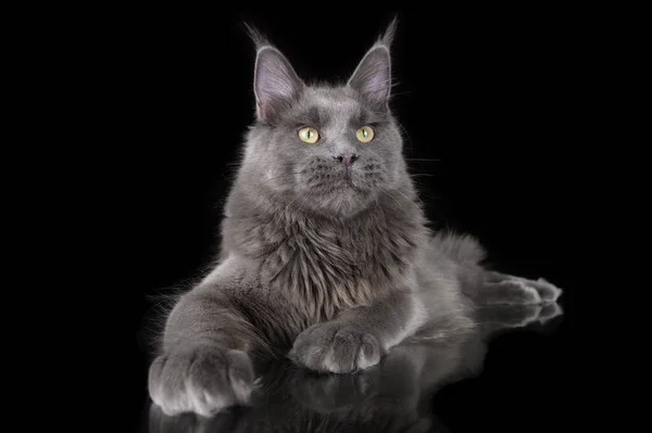 Grey Maine Coon Cat Close Portrait Black Background — 图库照片