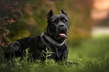 Siyah bastonlu, yakalı bir köpek çimlere uzanıyor.