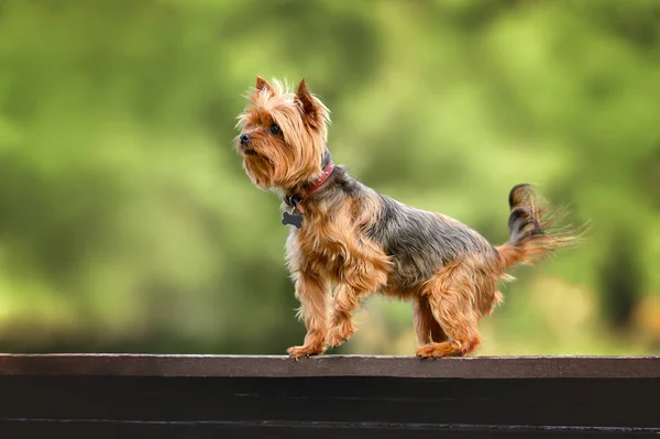 Yorkshire Terrier Dog Posing Outdoors Summer — Φωτογραφία Αρχείου