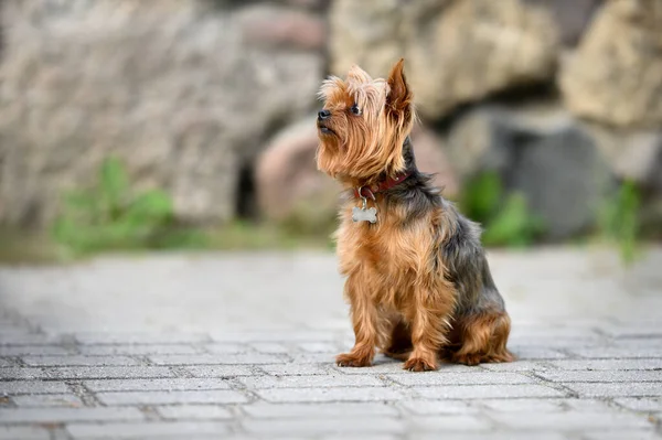 Йоркширський Тер Собака Сидить Парку Комірі Ідентифікатором — стокове фото
