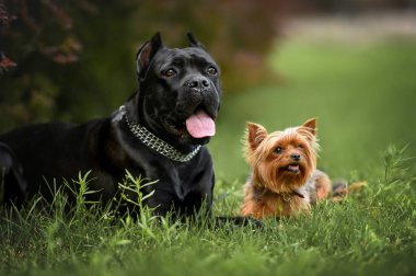 two dogs lying down on grass together in summer