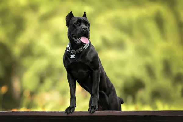 Beautiful Black Cane Corso Dog Portrait Outdoors Collar Tag — 图库照片