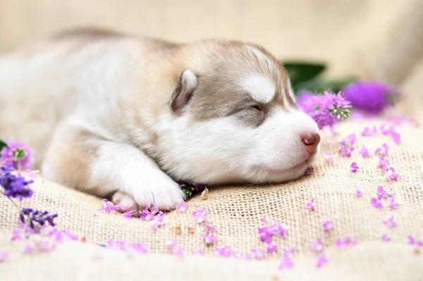 Beautiful Newborn Siberian Husky Puppy Days Old — Stock Photo, Image