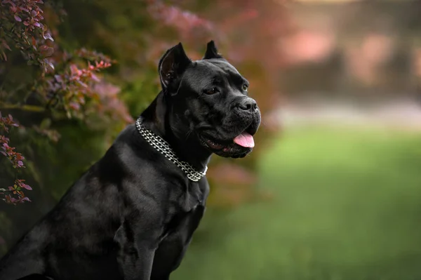 Black Cane Corso Dog Portrait Outdoors Summer — 图库照片