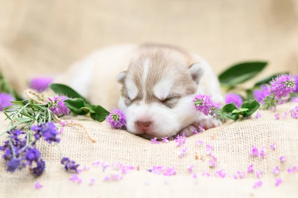 Newborn Siberian Husky Puppy Days Old — Fotografia de Stock