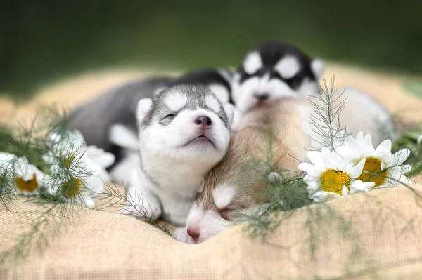 Beautiful Newborn Siberian Husky Puppies Outdoors — Fotografia de Stock