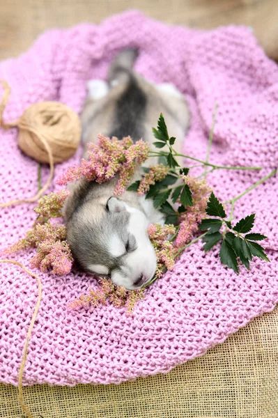 Top View Newborn Siberian Husky Puppy Lying Pink Duvet —  Fotos de Stock