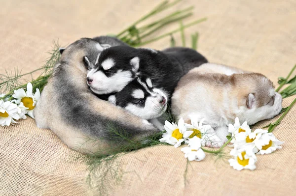 Beautiful Newborn Siberian Husky Puppies — Stock Photo, Image