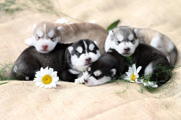 Four Newborn Siberian Husky Puppies — Fotografia de Stock