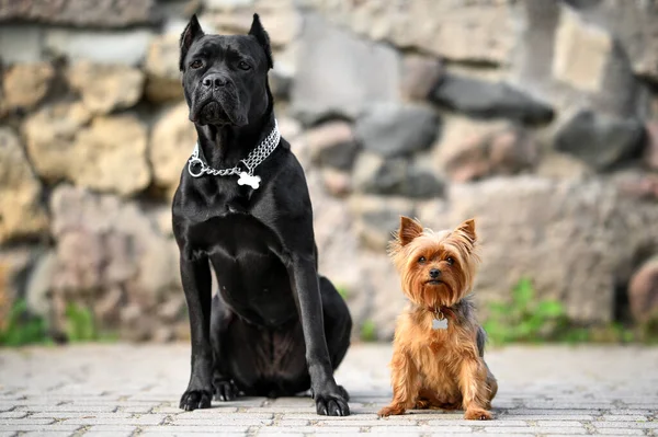 two dogs with collars and id tags posing by a stone wall