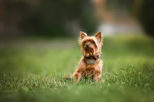 Yorkshire Terrier Dog Collar Tag Sitting Grass Outdoors — Stockfoto