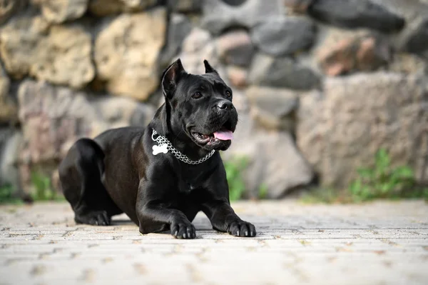Black Cane Corso Dog Lying Outdoors Wearing Collar Tag — Zdjęcie stockowe