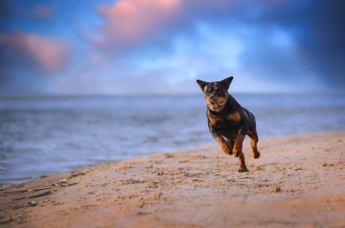 rottweiler dog running on the beach