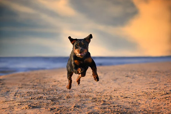 Ευτυχισμένο Σκυλί Rottweiler Άλμα Στην Παραλία Στο Ηλιοβασίλεμα — Φωτογραφία Αρχείου