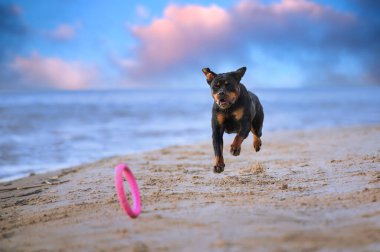 rottweiler dog playing with a toy on the beach