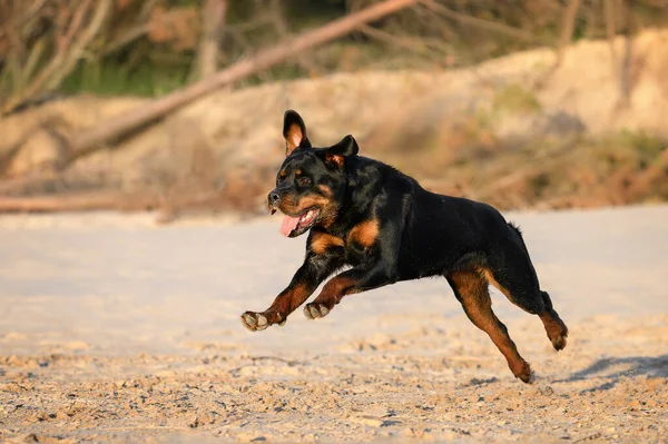 Happy Rottweiler Dog Running Beach — 图库照片