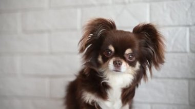 brown chihuahua dog begging in front of a white brick wall