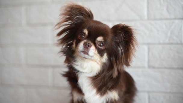 Brown Curious Chihuahua Dog Tilting Her Head — Stok video