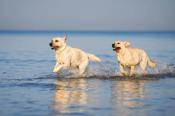 Two Happy Labrador Dogs Running Beach Water — Foto Stock