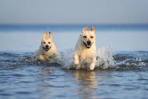 Two Happy Labrador Dogs Swimming Jumping Sea — Foto Stock
