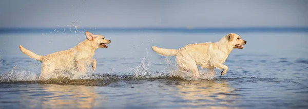 Two Happy Labrador Dogs Running Water — Foto Stock