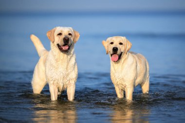 two happy labrador dogs standing in water 