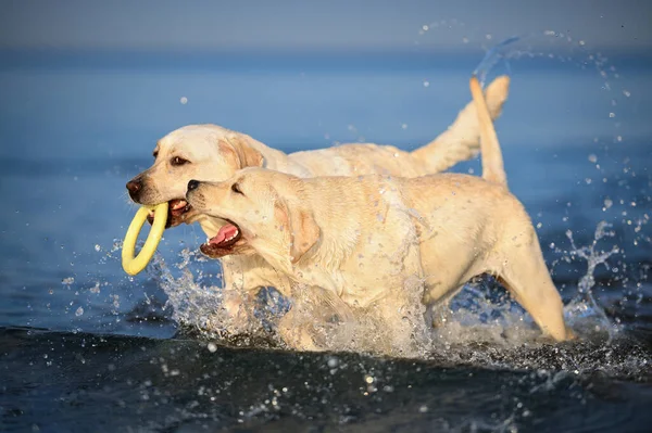 Two Labrador Dogs Playing Toy Water — Stock fotografie