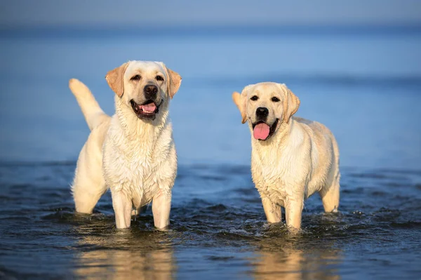 Two Happy Labrador Dogs Standing Water — Zdjęcie stockowe