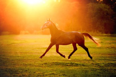 beautiful young grey horse trotting at sunset