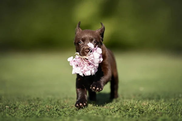 happy labrador puppy running with flower in his mouth