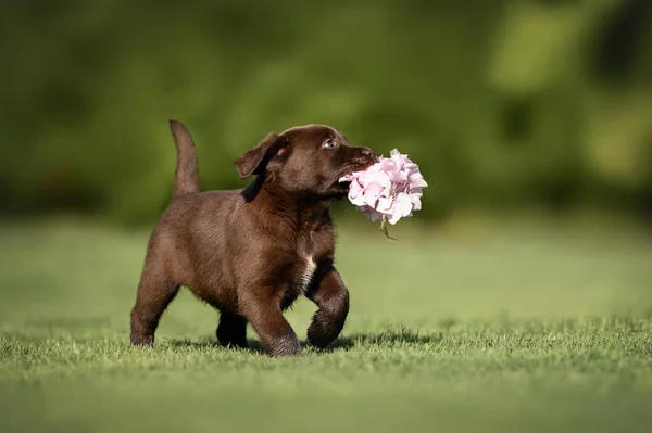 Happy Labrador Puppy Running Playing Flower Outdoors 스톡 사진