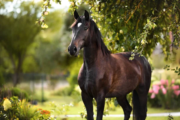 Beautiful Horse Portrait Apple Tree — Fotografia de Stock