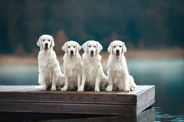 Grupp Golden Retriever Hundar Poserar Vid Sjön Början Hösten Morgon — Stockfoto