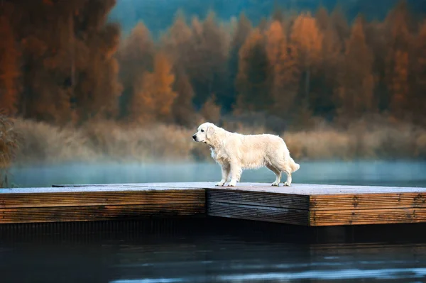 Прекрасная Золотистая Собака Ретривер Стоящая Озера Ранним Осенним Утром — стоковое фото