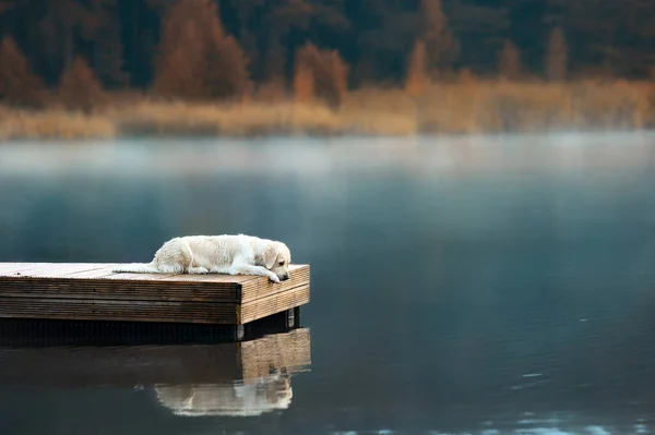 Золотистая Собака Ретривер Лежит Озере Смотрит Воду Свое Отражение — стоковое фото