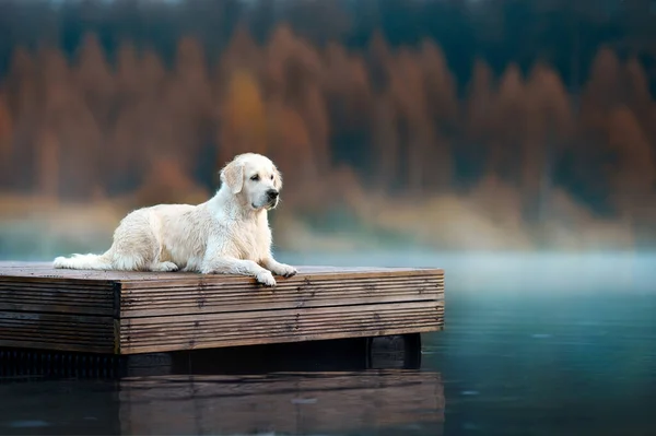 Golden Retriever Hond Liggend Aan Het Meer Herfst — Stockfoto