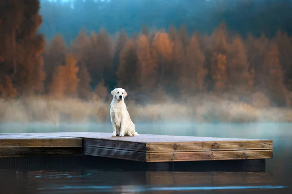 Vacker Golden Retriever Hund Sitter Vid Sjön Hösten — Stockfoto