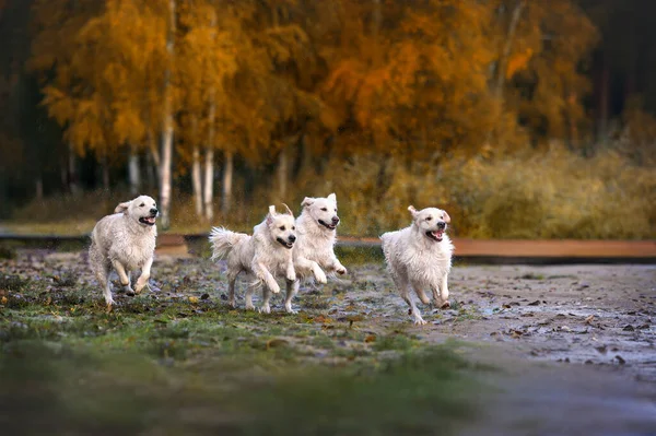 Fyra Glada Golden Retriever Hundar Som Springer Utomhus Hösten — Stockfoto