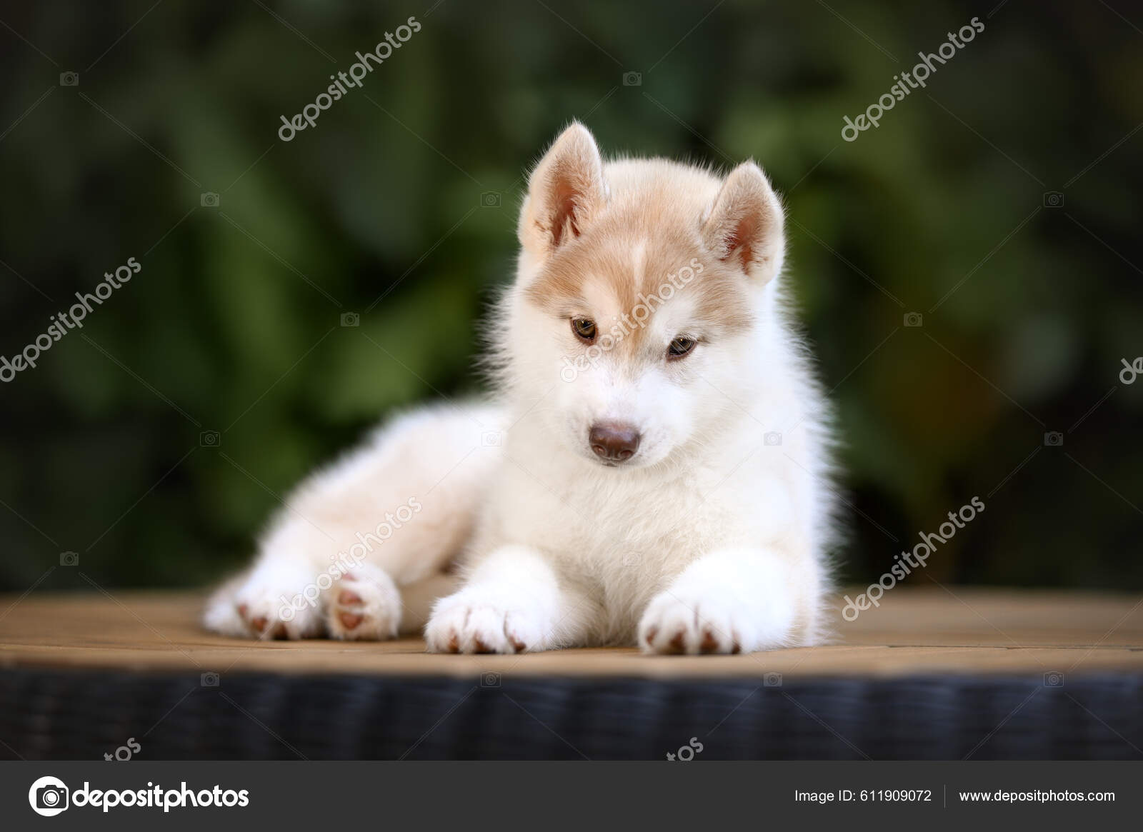Mignon Chiot Husky Sibérien Couché L'extérieur Portrait Rapproché — Photo  de stock par ©ots-photo - 611909072, image size:1600x1165