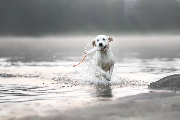 湖で霧に包まれた朝にダミーを捕まえた幸せな黄金の回収犬 — ストック写真
