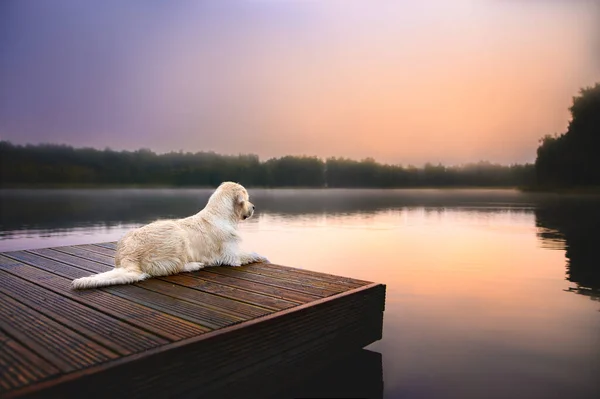 Golden Retriever Hond Bij Het Meer Bij Zonsopgang — Stockfoto